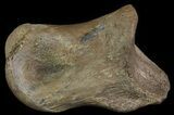 Struthiomimus Toe Bone - Montana #66452-1